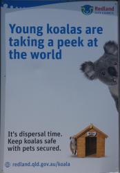 Koala poster in Dunwich